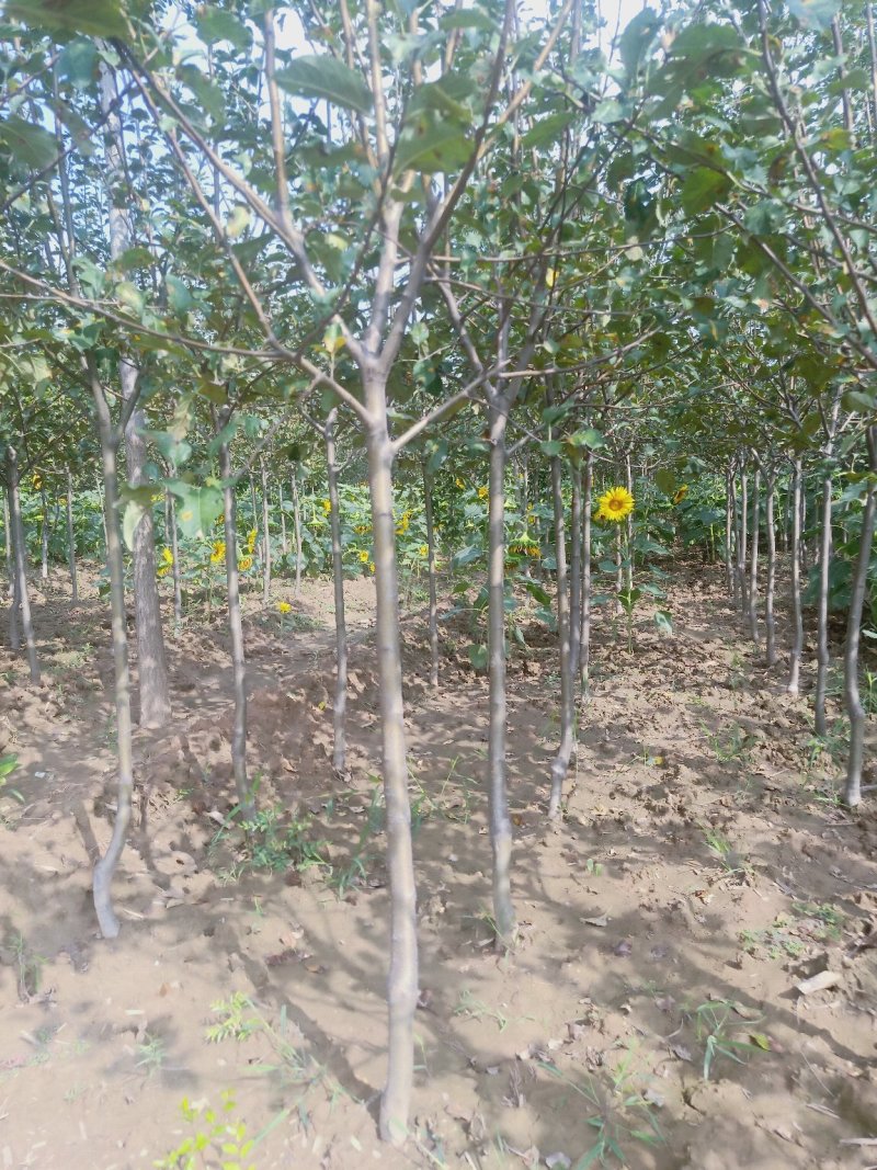 苹果苗🍎矮化苹果苗长枝富士苹果苗