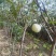 苹果苗🍎矮化苹果苗长枝富士苹果苗