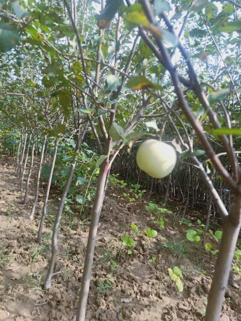 苹果苗🍎矮化苹果苗长枝富士苹果苗