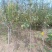 苹果苗🍎矮化苹果苗长枝富士苹果苗
