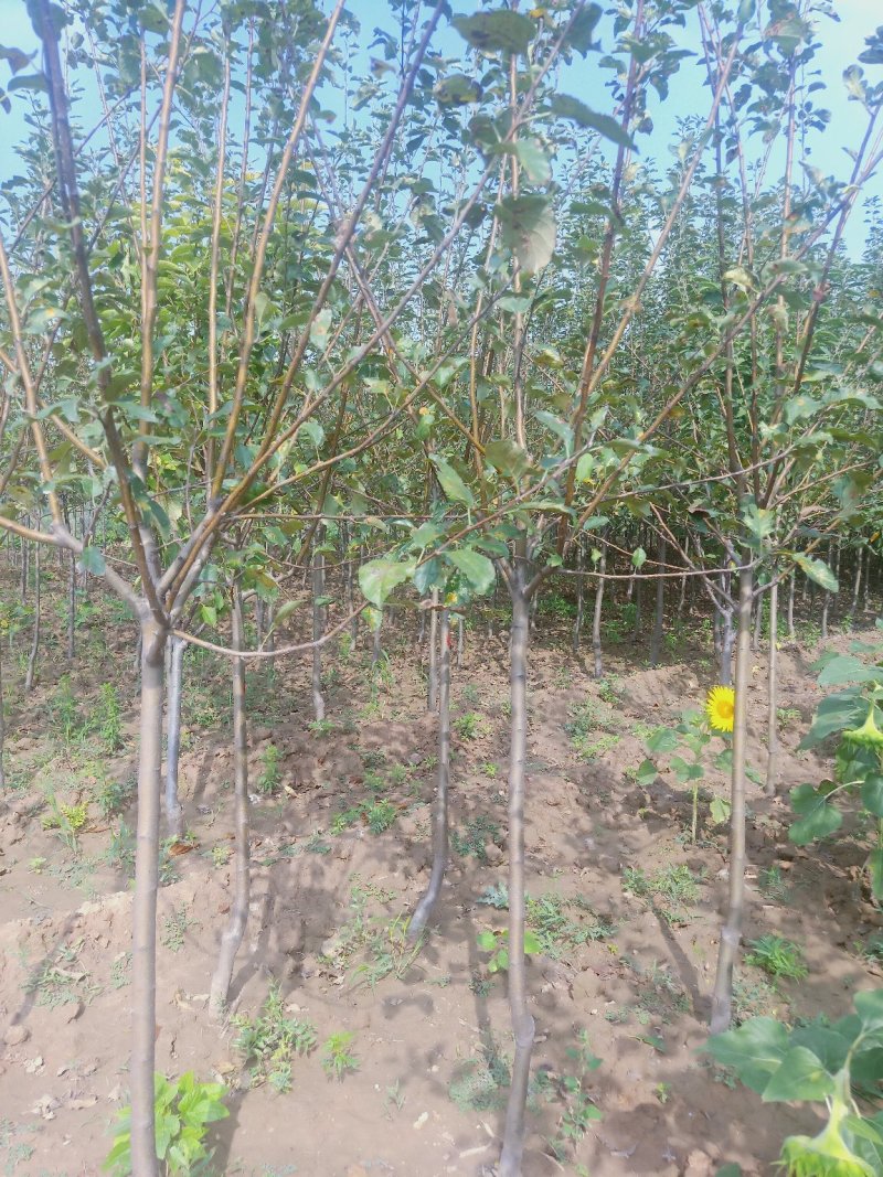 苹果苗🍎矮化苹果苗长枝富士苹果苗