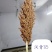 青糯35杂交高粱种子（产量高）