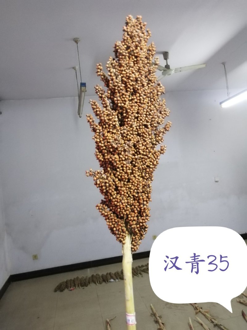 青糯35杂交高粱种子（产量高）