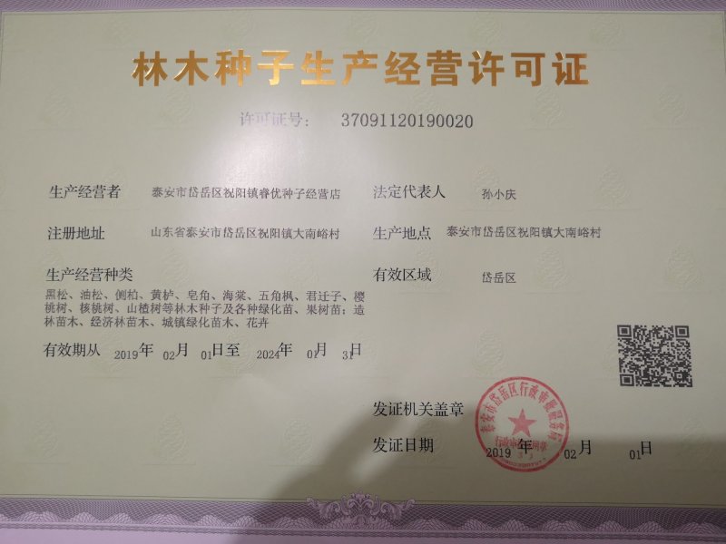 产地供应黄连木种子全新新货保出芽率支持全国各地发货