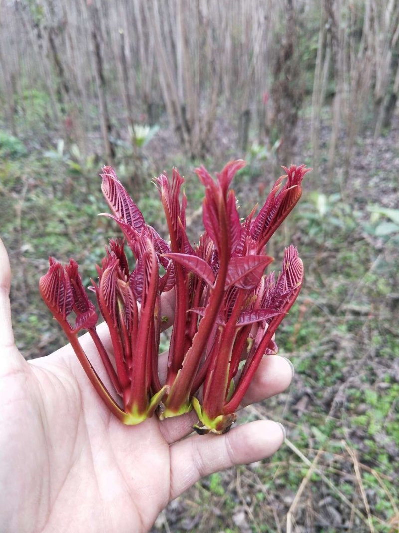 现货香椿芽云南产专业香椿陕西红香椿精品大棚芽菜山西