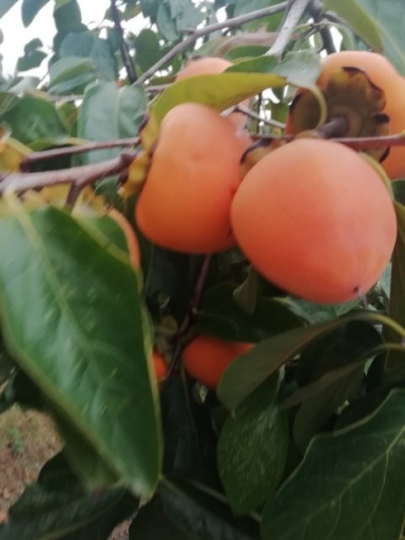 柿饼
