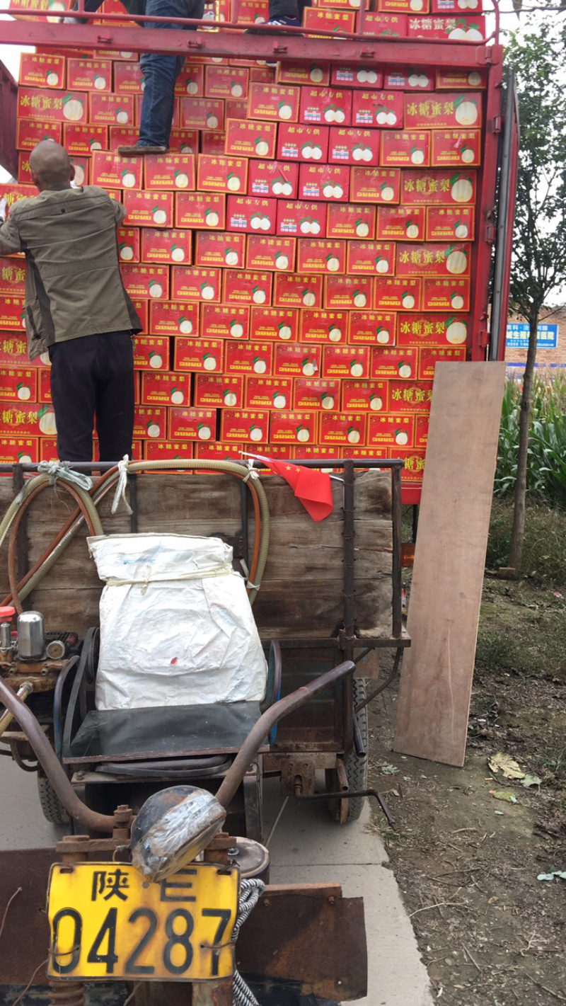 蒲城酥梨基地，全国接收代理一件代发，质量三包