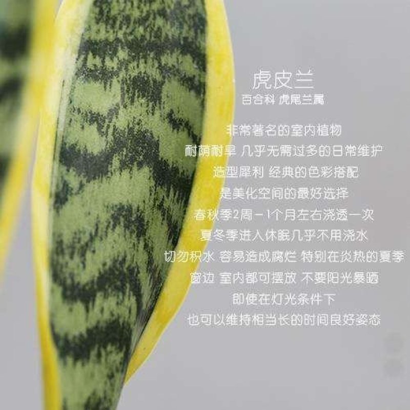 大金边虎皮兰，裸根发货