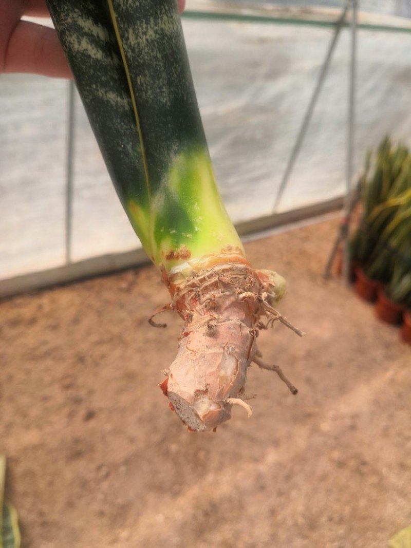 大金边虎皮兰，裸根发货