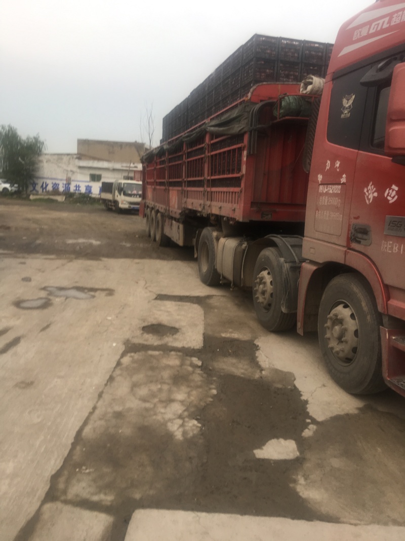 蒲城酥梨基地，全国接收代理一件代发，质量三包