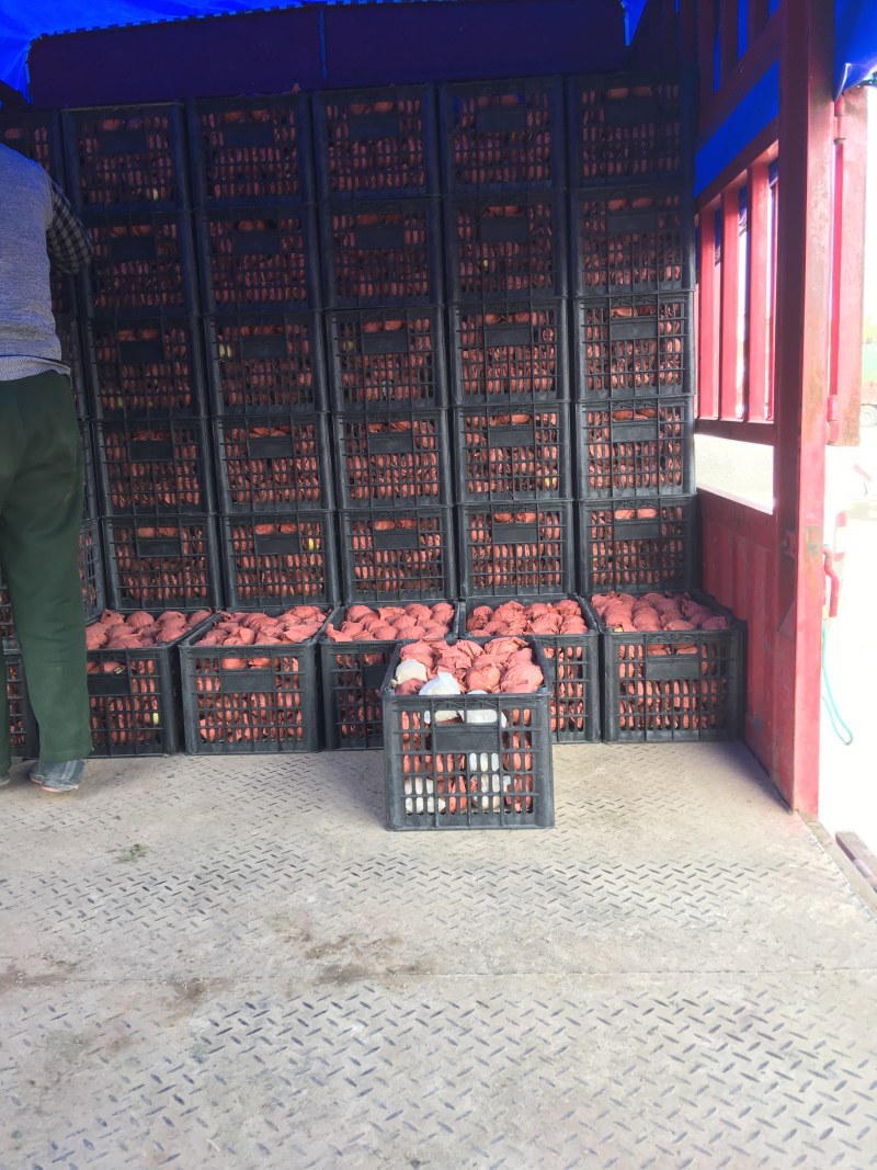 蒲城酥梨基地，全国接收代理一件代发，质量三包