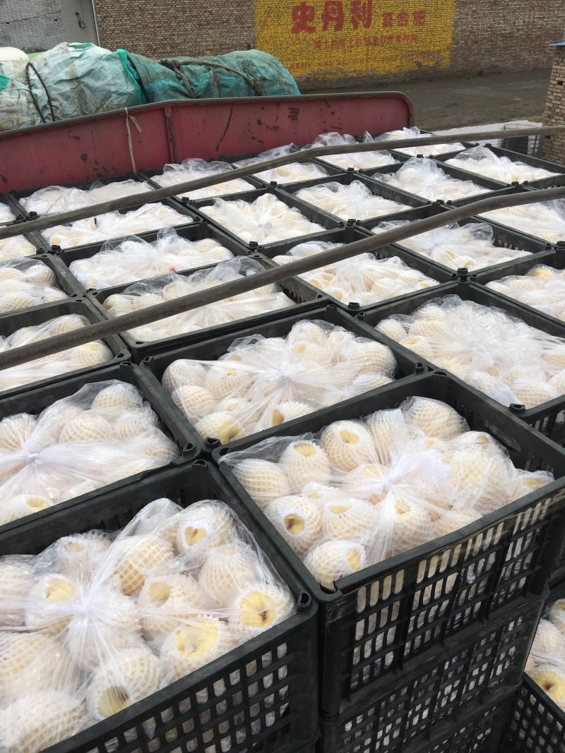 蒲城酥梨基地，全国接收代理一件代发，质量三包