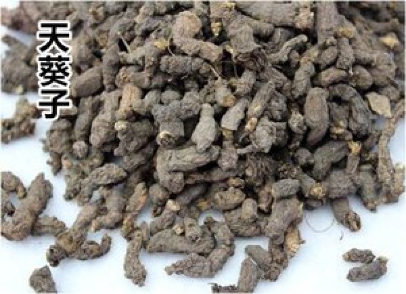 野生天葵子，千年老鼠屎产地直供
