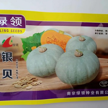 绿领银贝南瓜种子中早熟果皮灰白色果肉金黄色粉质多口感好