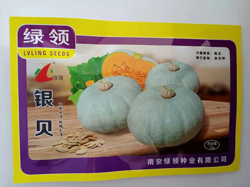 绿领银贝南瓜种子中早熟果皮灰白色果肉金黄色粉质多口感好