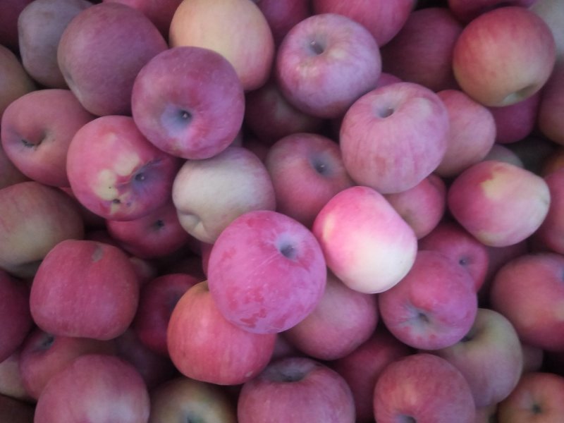 红富士光果