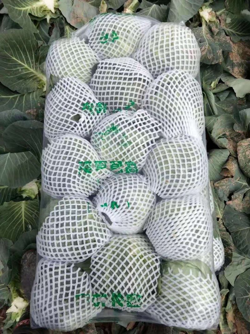 精品小甘蓝兰产地大量供货，批发商，进出口贸易。
