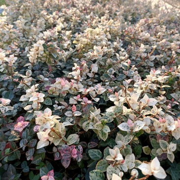 花叶洛石小苗色块小苗