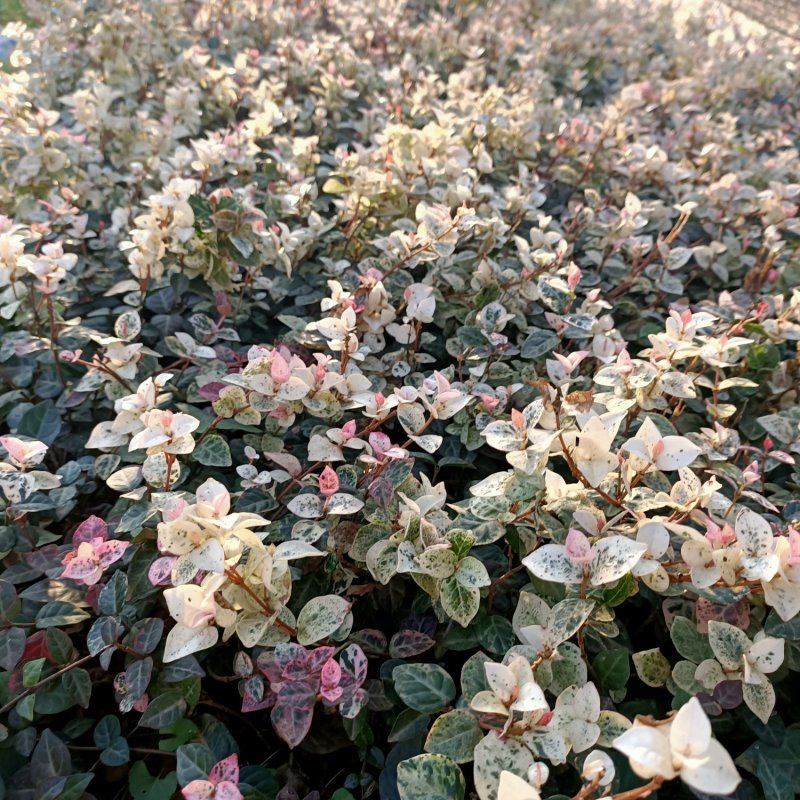 花叶洛石小苗色块小苗