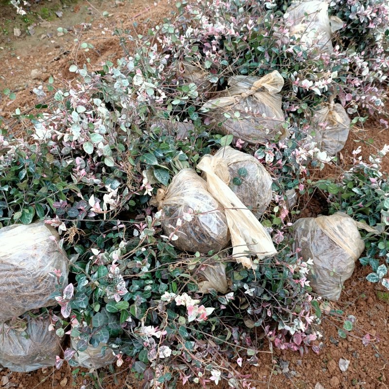 花叶洛石小苗色块小苗