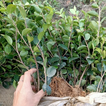 茶梅
