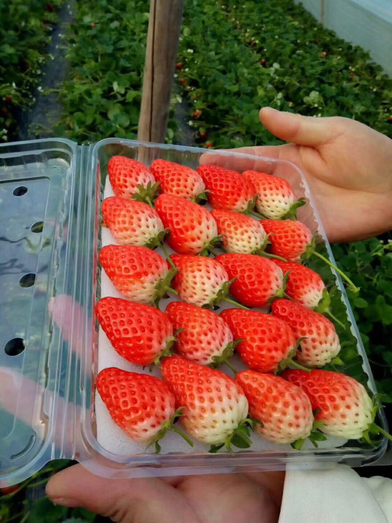 奶油草莓需要可以联系我量大从优，批发零售