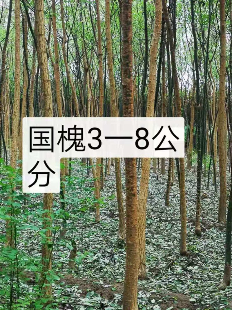 国槐苗，一年国槐苗，国槐小苗产地