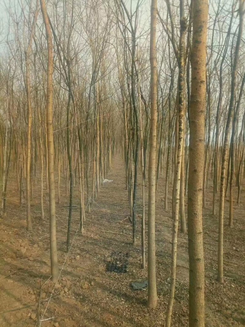 国槐苗，一年国槐苗，国槐小苗产地