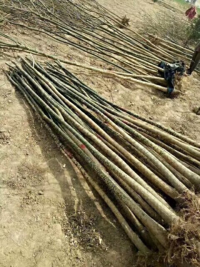 国槐苗，一年国槐苗，国槐小苗产地