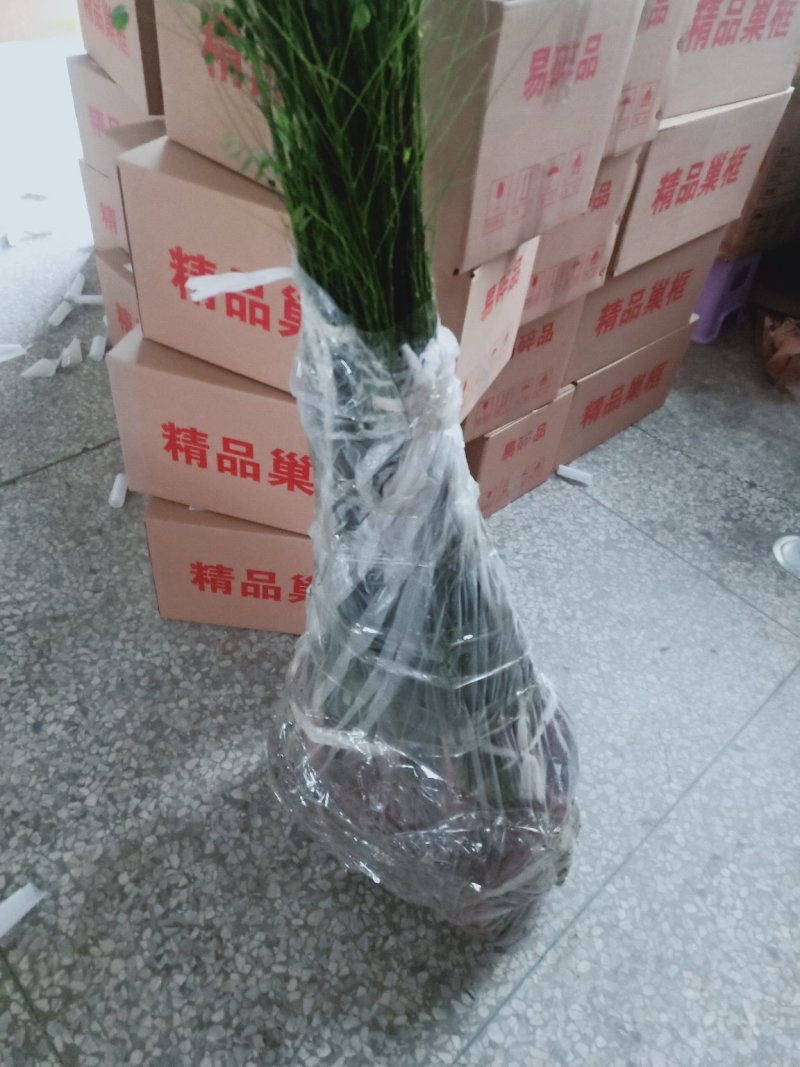 国槐苗，一年国槐苗，国槐小苗产地
