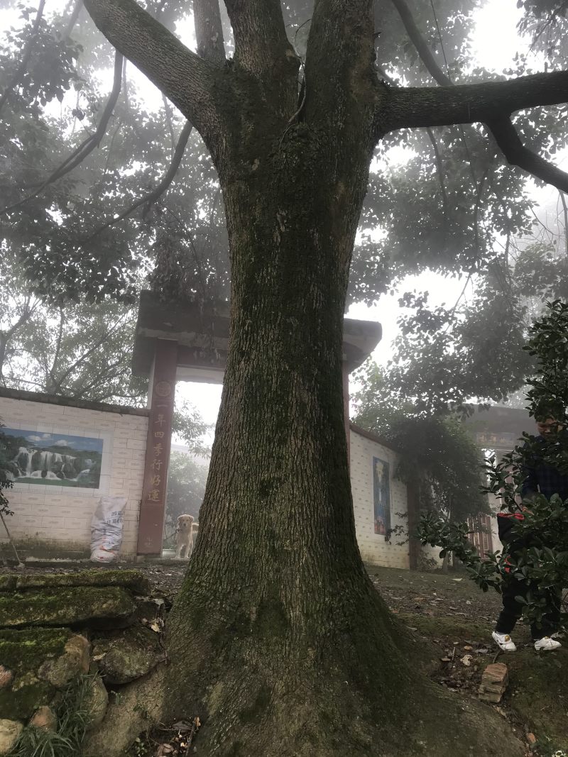 香樟黄葛树枫杨（30-80公分诚信经营以质量）