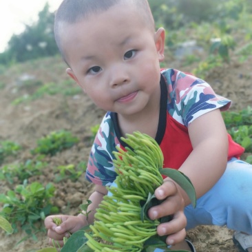 金银花无硫干青花专卖店