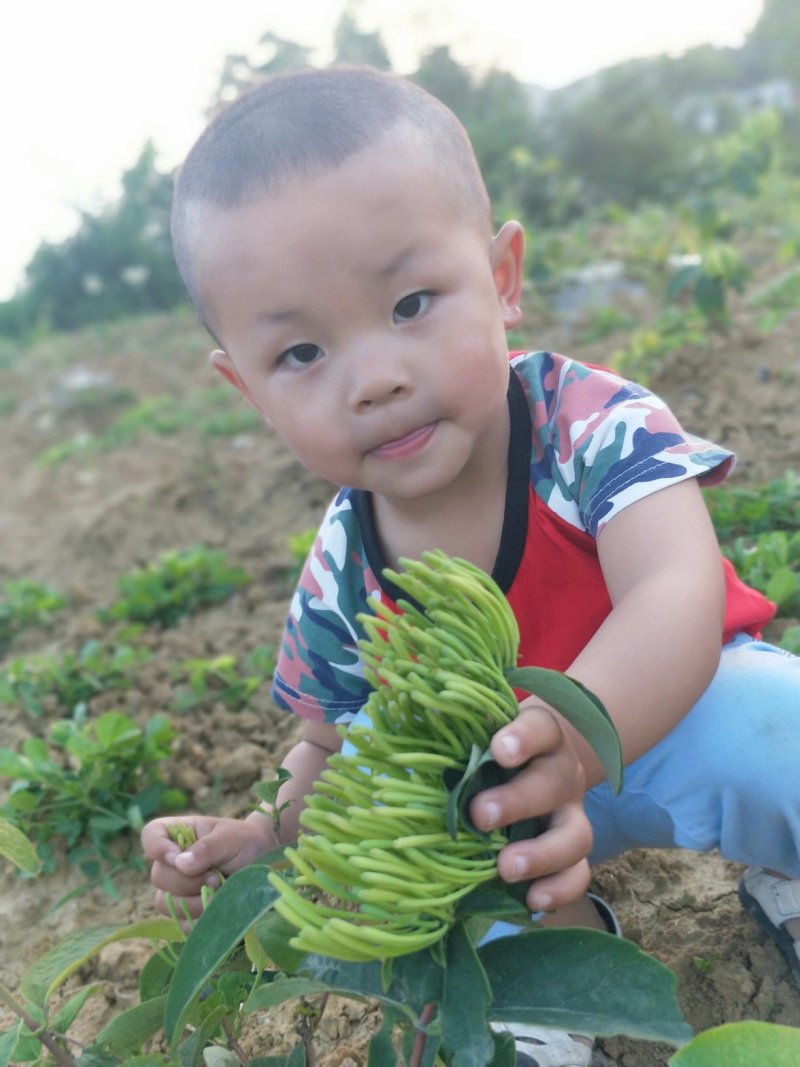 金银花无硫干青花专卖店