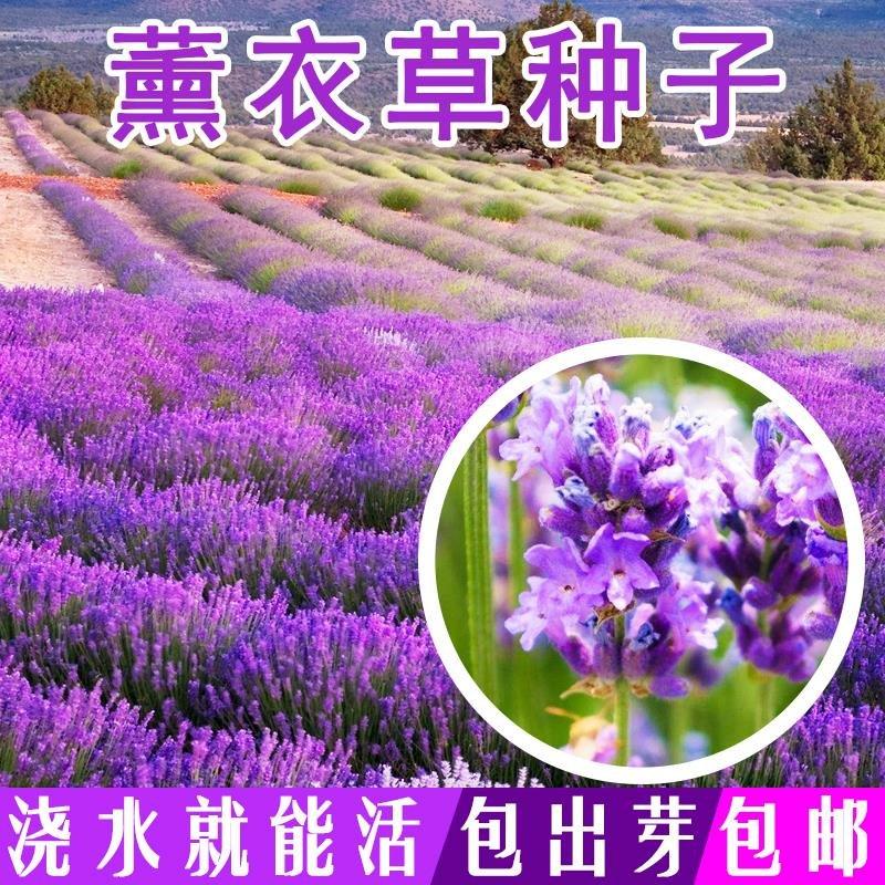 多年生薰衣草种子蓝色花草花种子易种芳香花草花籽室外花籽