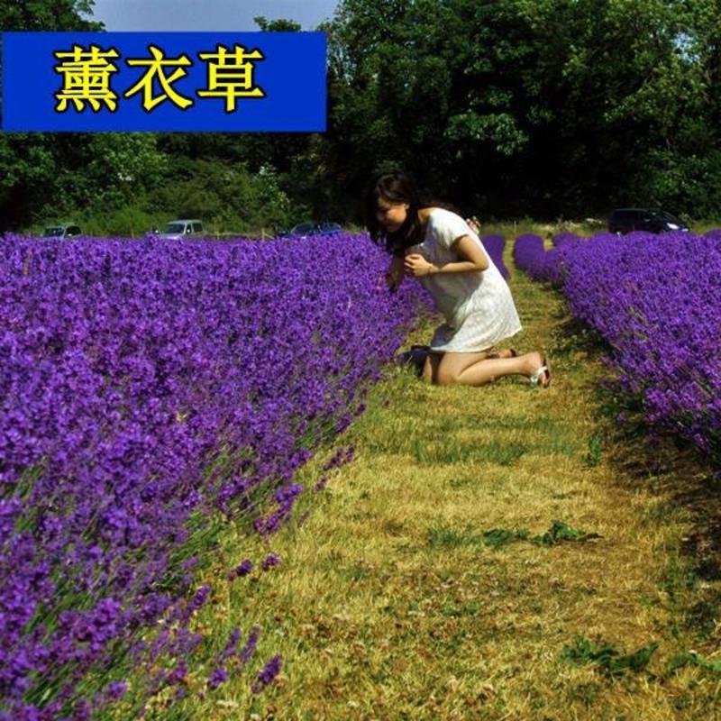 多年生薰衣草种子蓝色花草花种子易种芳香花草花籽室外花籽