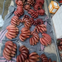 红香蕉专卖一级果净重9斤包邮