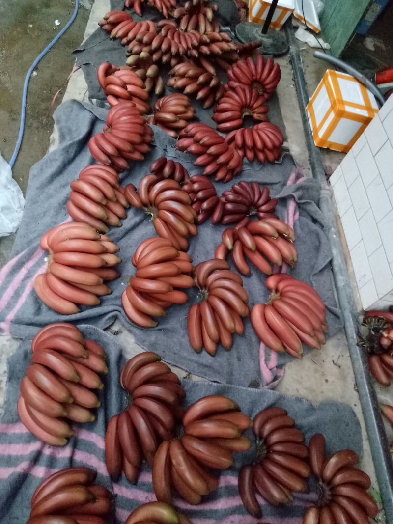 红香蕉专卖一级果净重9斤包邮