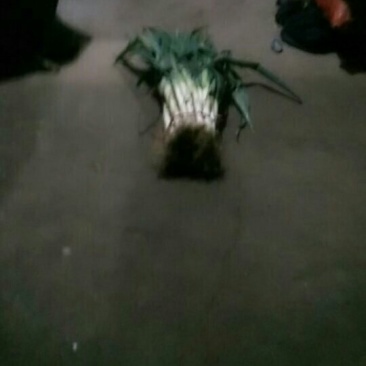 铁杆大葱