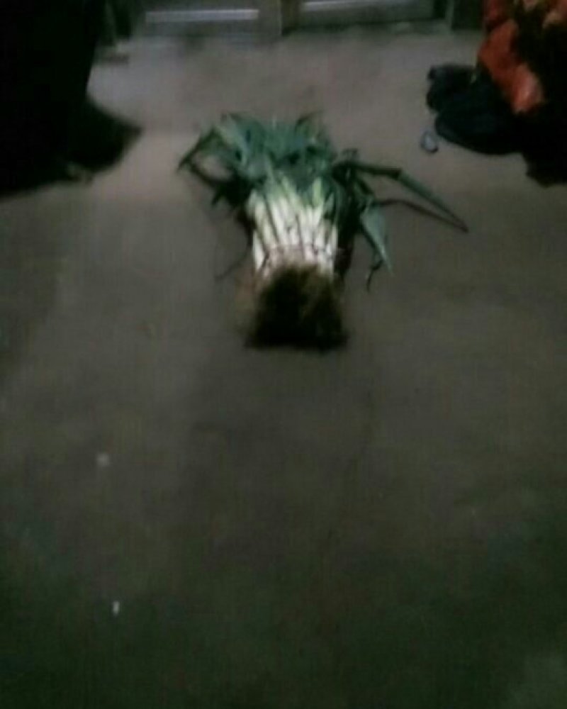 铁杆大葱