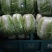 白菜黄心大白菜精品黄心大白菜对接全国量大从优
