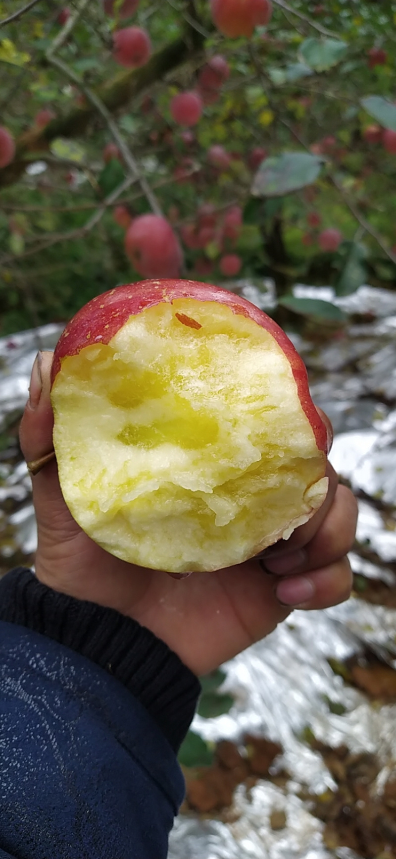 云南昭通生态丑苹果