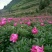 安徽亳州市近杰中药材种植有限公司提供2020年白芍