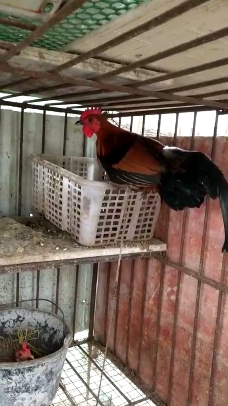 原鸡种蛋，野水种蛋