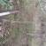 四川眉山出售3——5年红心猕猴桃成年树
