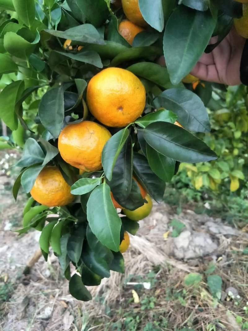 广东惠州沙糖桔大量上市，汁多蜜甜，需要的朋友赶紧订购！