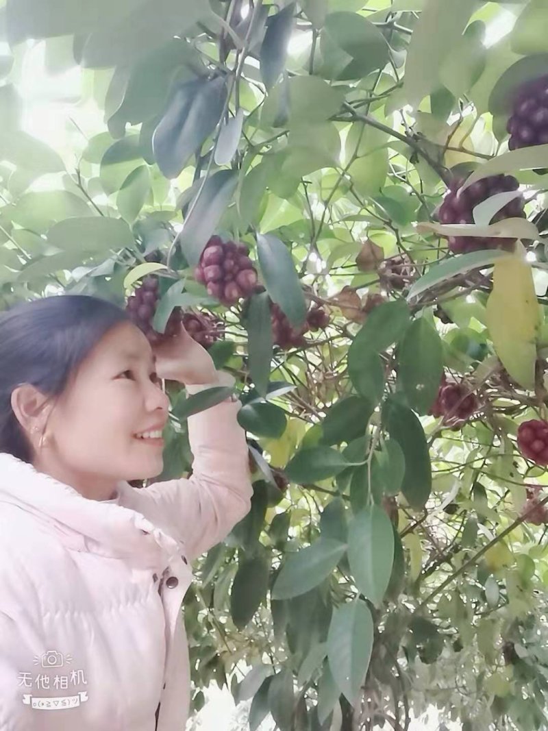 布福娜