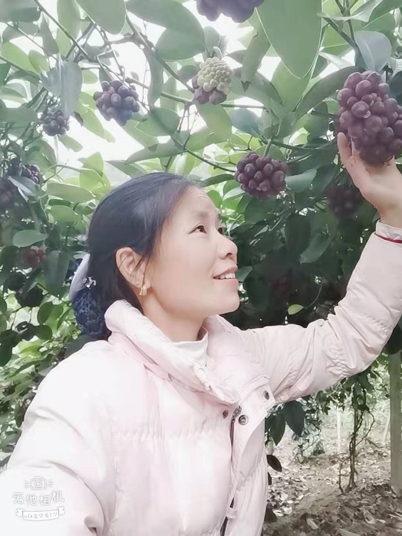 布福娜