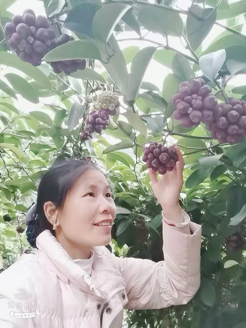 布福娜