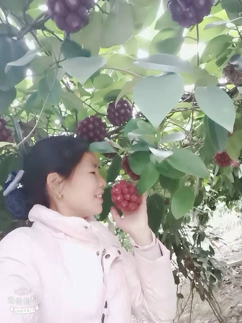 布福娜