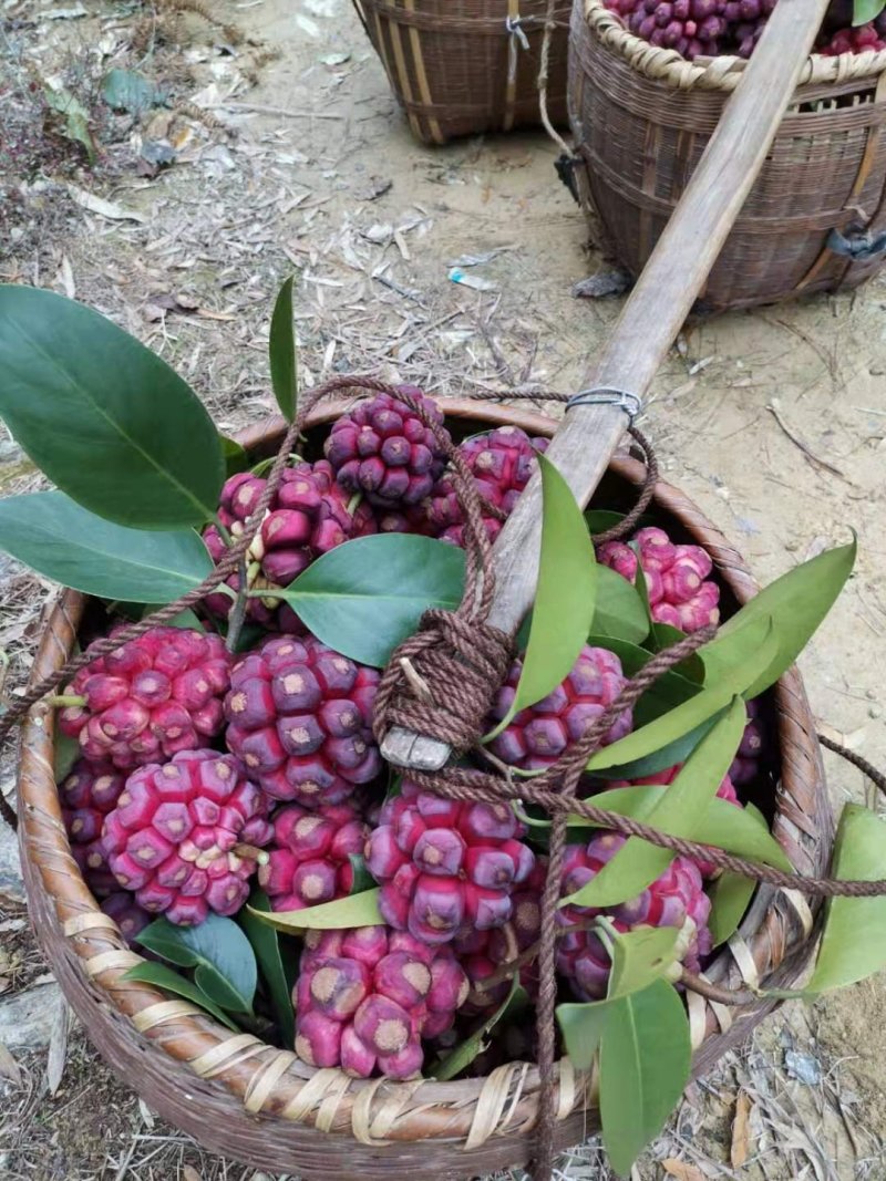 布福娜